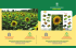 Sunflower\Sunflower - Directorate of Plant Protection, Quarantine