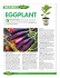 HOW TO GROW WiTH EGGPLANT