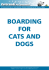 Boarding for your Dog Information