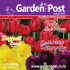 Ranunculus - GardenPost