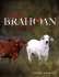 Saturday, April 19, 2014 - Brahman Cattle For Sale