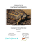 Flat-tailed Tortoise (Pyxis planicauda)