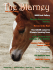 "The Blarney"  - Irish Draught Horse Society