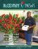 PDF - The Los Angeles Flower Market