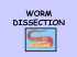 4 earthworm dissection