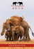 ௱ ε ຝ - Save the Elephants