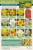 Bulk Daffodils