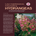 Hydrangea - Chicago Botanic Garden