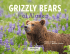 Grizzly Bears - AlaskaPhotoGraphics