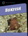 Boxfish