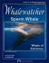 Sperm Whale - Pelagos Cetacean Research Institute