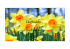 Daffodils By William Wordsworth