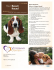 Basset Hounds: What a Unique Breed!