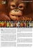 www.orangutan.or.id