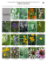 flowers - Field Guides