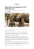 Elephants in Pittsburgh Zoos