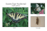 Papilio glaucus - Reiman Gardens