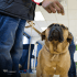PFL Toolkit: Dog Training