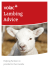 Lambing Advice - FindTheNeedle.co.uk