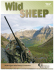 Washington Wild Sheep Foundation