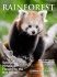 Saving Himalayan Forests for the Red Panda