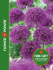 Purple Sensation Alliums - Flower Power Fundraising
