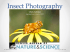 Chris_Grinter-Insect Photography