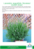 Lavandula angustifolia `Munstead Hishtil`S Strain`