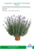 Lavandula angustifolia `Munstead Dutch`