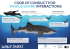 whale sharks - Marine Megafauna Foundation