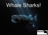 Whale Shark Presentation (2012)