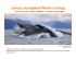Printable Catalog v3.pptx - Juneau Humpback Whale Flukes