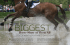 The Biggest - Horse Connection Magazine