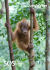 May 2012 - Sumatran Orangutan Society