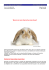 Top Thema Hase Kaninchen