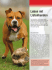 Leben mit Listenhunden - Schweizer Hunde Magazin
