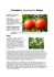 Tomatenkultur