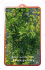 Acer palmatum `Shishigashira`