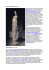 Hängender Marsyas – B 2301 Die Statue zeigt