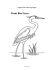 Great Blue Heron Coloring Page and Info Sheet
