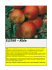 ELSTAR – Æble - Planteformidling.dk